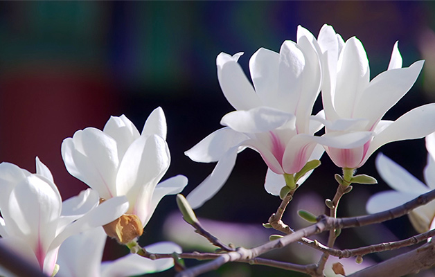 微距镜头：初春盛开的带露珠的玉兰花 